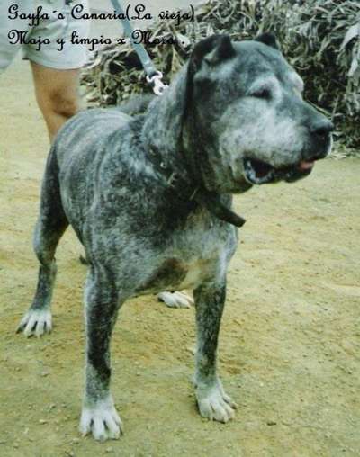 CANARIA DE GAYFA