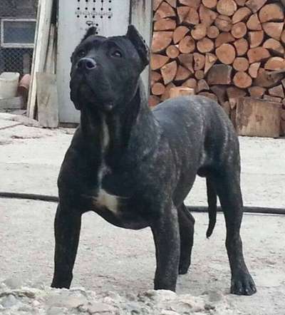 DARKNESS DEL DRACULA