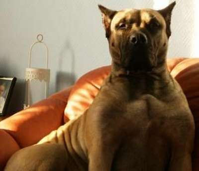 DARA PERRO PRESA GRAND