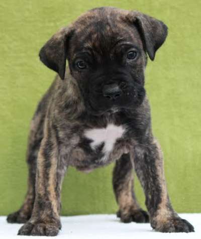CANARIO DE PEYRE KENNELS