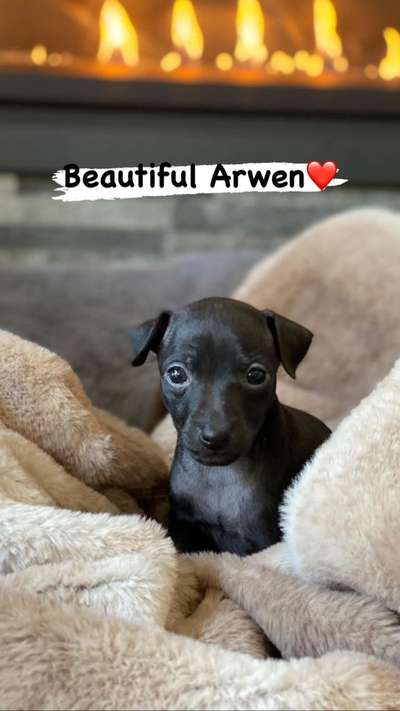 Arwen Huntermoon Hounds