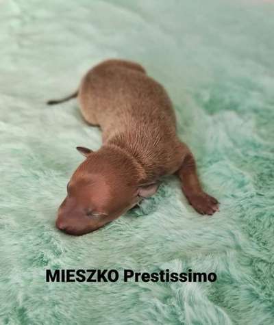 Mieszko Prestissimo