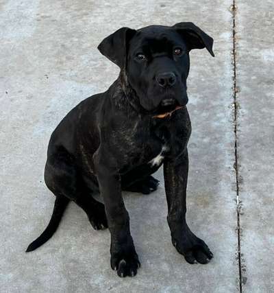 CIRO DE KING ZULU
