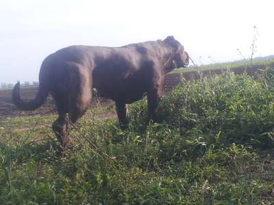 KIRA DE TERRITORIO CANARIO CAN