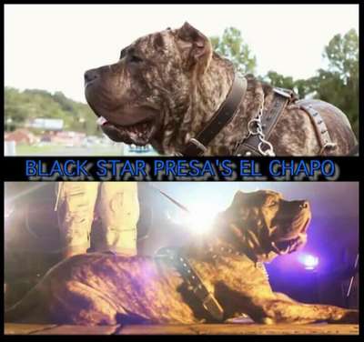 BLACK STAR PRESA'S EL CHAPO