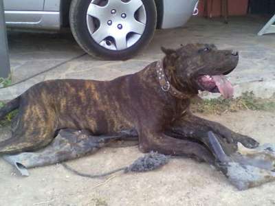 ALI DE PERRO DE LA TIERRA