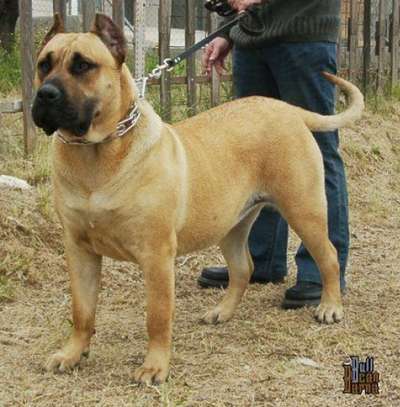 VIOLETA DE BARNACAN BULL