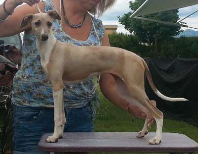 Regallust Dagny The Blonde Bombshell