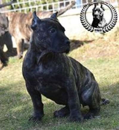 BUCOVINA WORKING DOGS BRUNA