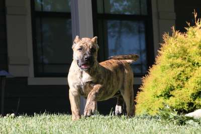 V'NALA DE CABEZA GRANDE