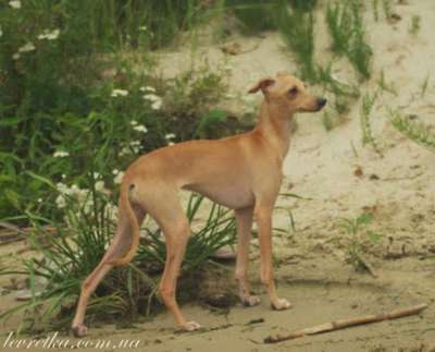 Altamiruas Asturia Fortunata