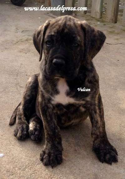 VULCAN DE CASA DEL PRESA
