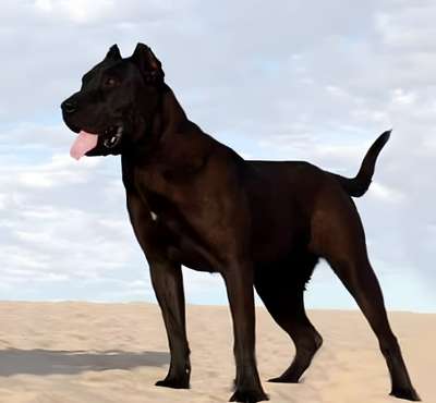 MAMBA NEGRA DE LOS MENCEYES