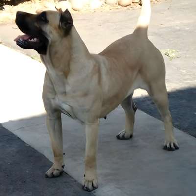 SEDA DE DOG REAL