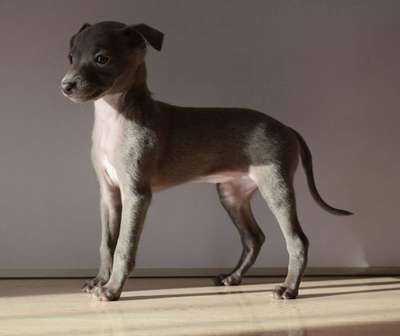 Canis Nobilitas Alisha