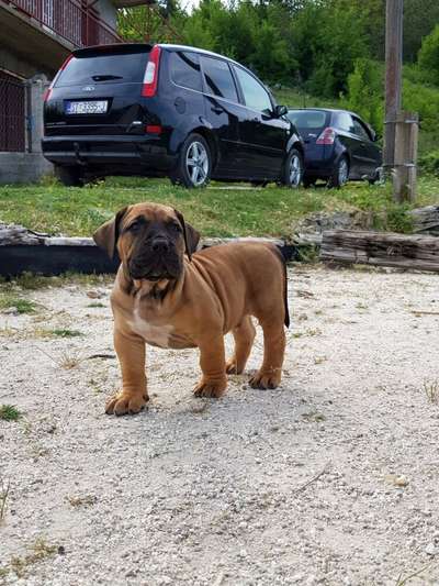 MOCAN DE SPALATO BULL