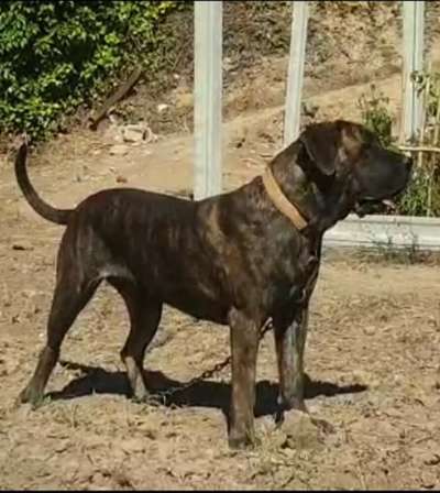 BIMBA DE CASA SENI
