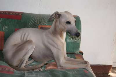 E'trifon Des Princes De Minos