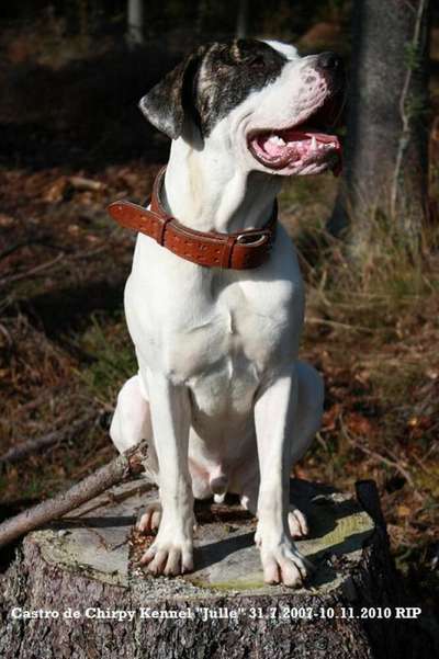 CASTRO DE CHIRPY KENNEL (JULLE)
