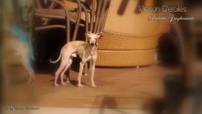 Maison D'etoiles Jeep Pli