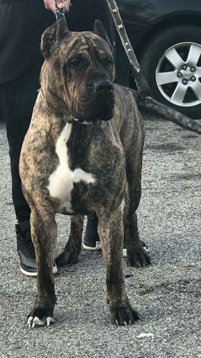 KINGDOM K9 KENNEL KASH