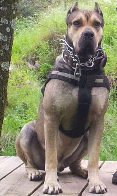 LUCHO DE KING ZULU
