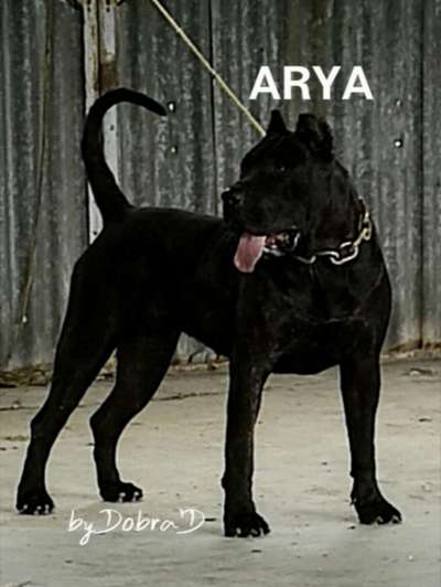 ARYA MARISKA