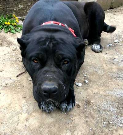 HESTIA OF SEVEN SHARKY DINASTY KENNEL