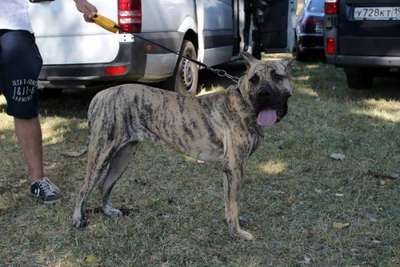 ORKA DE ANTIVARI BULL