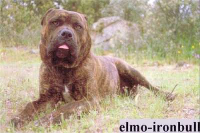 ELMO DE ATLAS ASIO