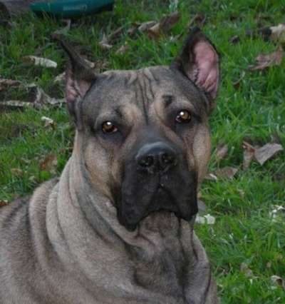 NALA DE CABEZA GRANDE