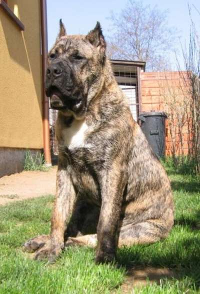 WRANGLER BULLSARA DEL PEMBA (SOTO)