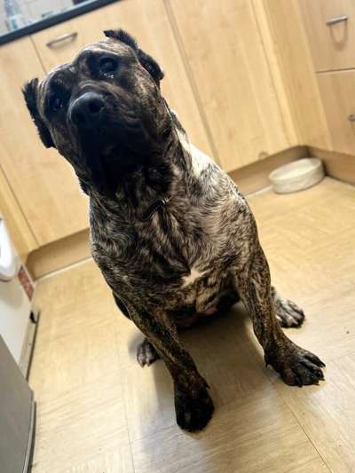 ELLA SILVER CHILD PRESA CANARIO