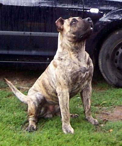 SKJELDATUN'S GODOFREDO