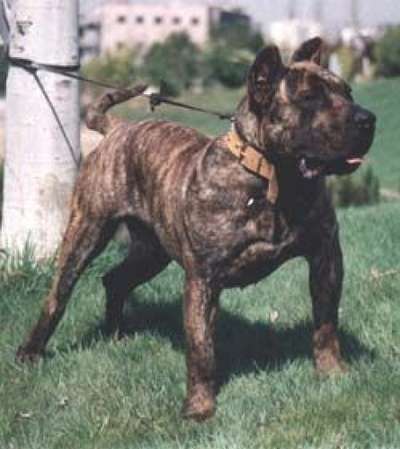 CORCU DE BARNACAN BULL
