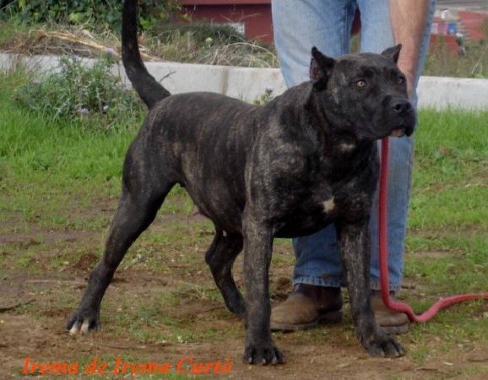 Presa Canario en estado natural, fuera del ring de exposición