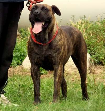 HIJA DE LA HUELLA DEL PRESA CANARIO