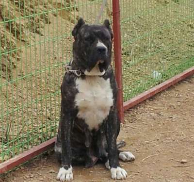 TROYA DE TIBICENAS