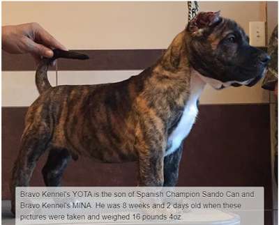 BRAVO KENNEL’S YOTA