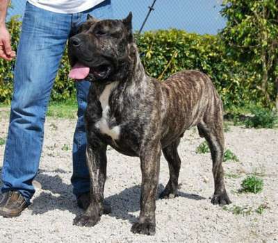 NERON DE ATLANTIDA CAN