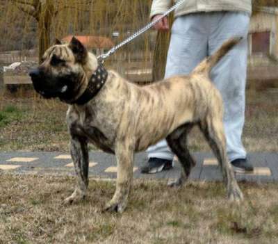 AROCO DE SPALATO BULL