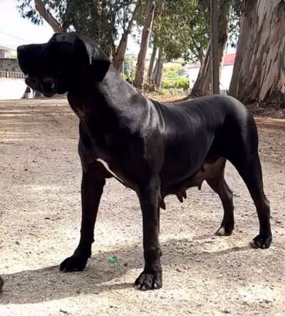 CANARIA DE ANCOR WARRIOR