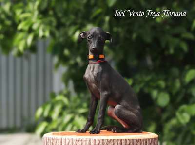 Idel Vento Freja Floriana