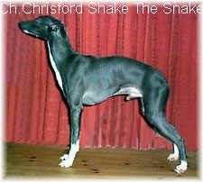 Chrisford Shake The Snake