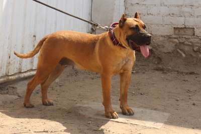 KODA CHAJLLA PERRO DE PRESA