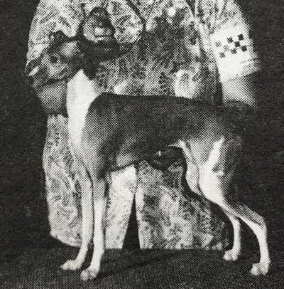 Majana's Vittoria Di Serafina