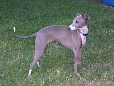 Amthony's Tinker Bella Blue