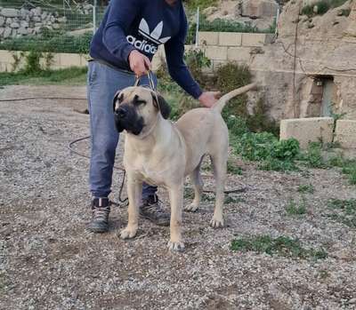 JARO CANARIKENNEL