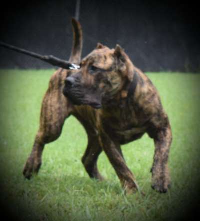 TANGO D'7ISLAS