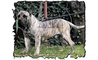 ASLAN DE IMPERIAL СAN
